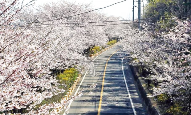 4년 만에 돌아오는 장봉도 벚꽃축제… 봄손님 맞는다 이미지