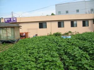 왔다민박 이미지