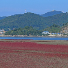 칠면초군락지 사진